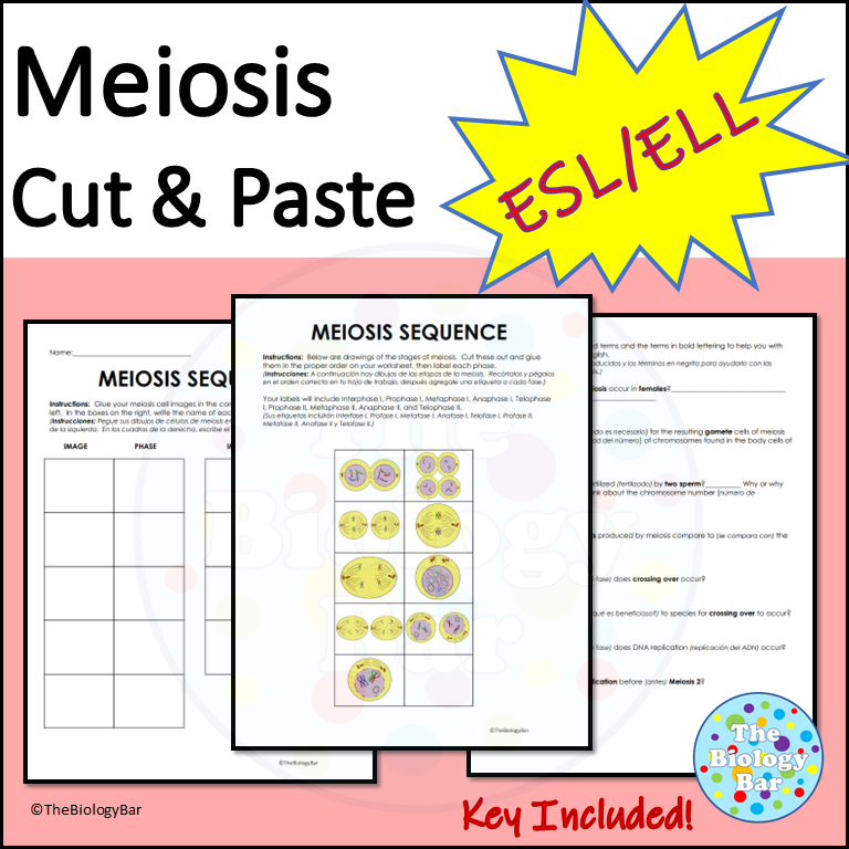 Esl Ell Meiosis Cut And Paste Worksheet Made By Teachers