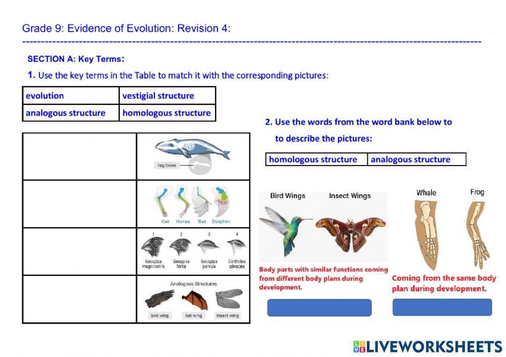 Evidence Of Evolution Worksheet Answers Englishworksheet My Id