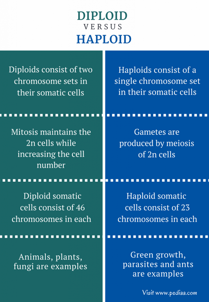 Explain Difference Between Diploid And Haploid Cells