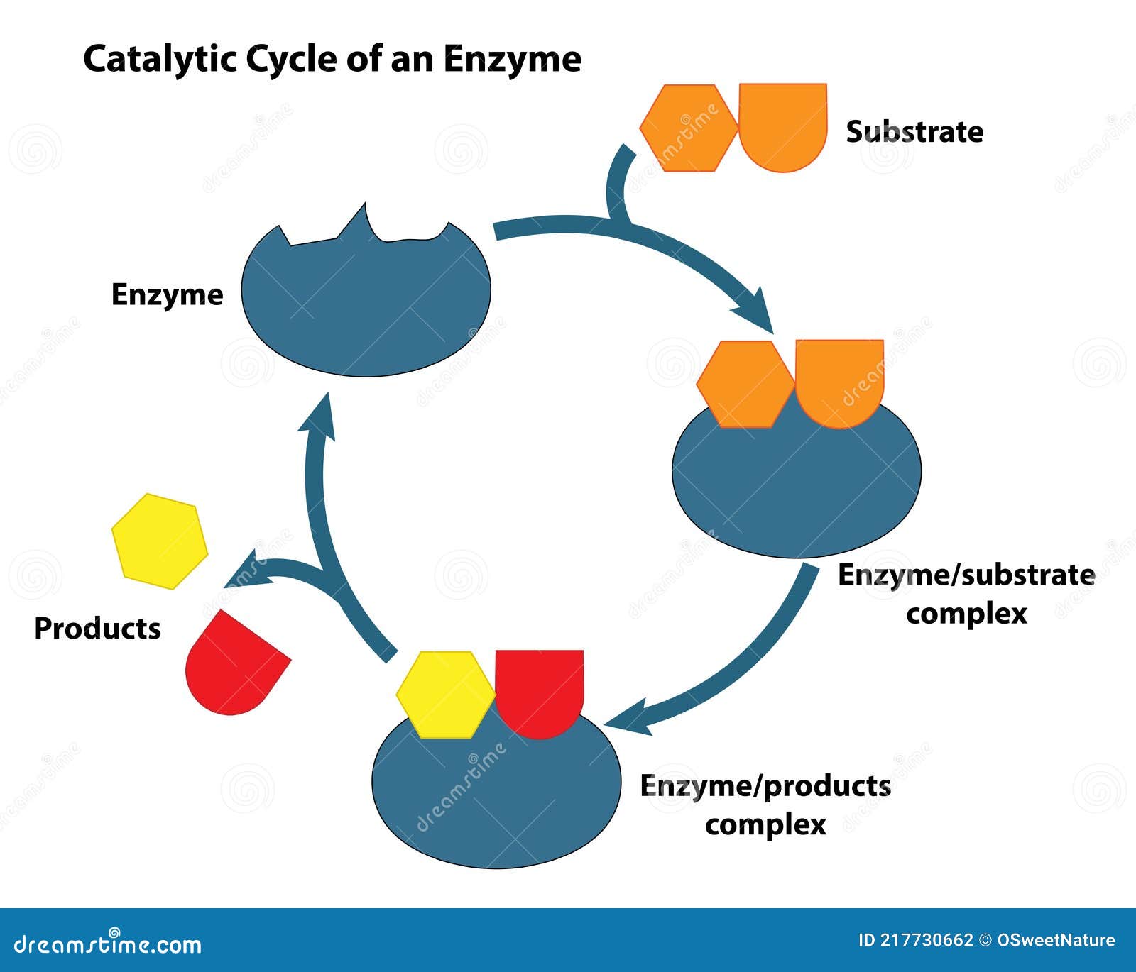 Explain How Enzyme A Acts As A Catalyst In The Reaction Be Sure To