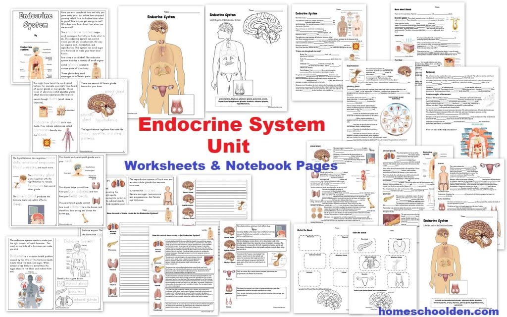 Explore The Endocrine System Worksheets For Comprehensive Learning