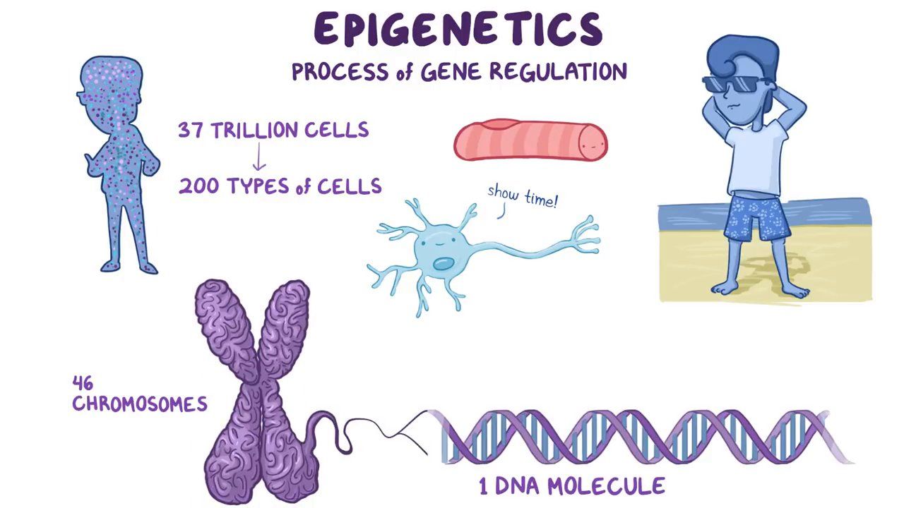 Exploring Epigenetics Ghost In Your Genes Study Guide Course Hero