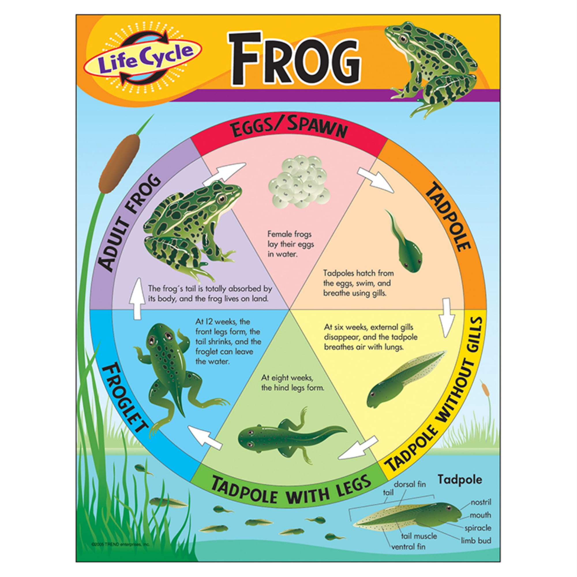 Exploring Science Wonderland Frog Life Cycle