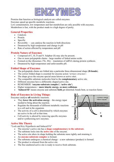 Factors Affecting Enzyme Action Biologymad A Level Biology