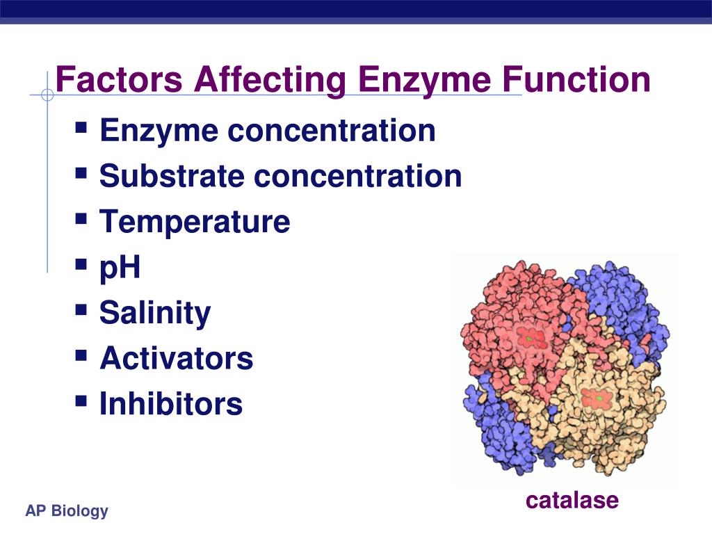 Factors That Affect Enzymes Worksheets Answers