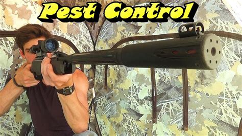 Farmyard Pest Control With Air Rifles Youtube