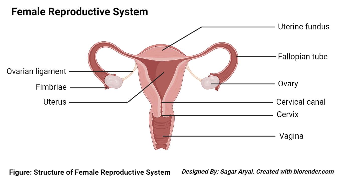 Female Reproductive System External Parts