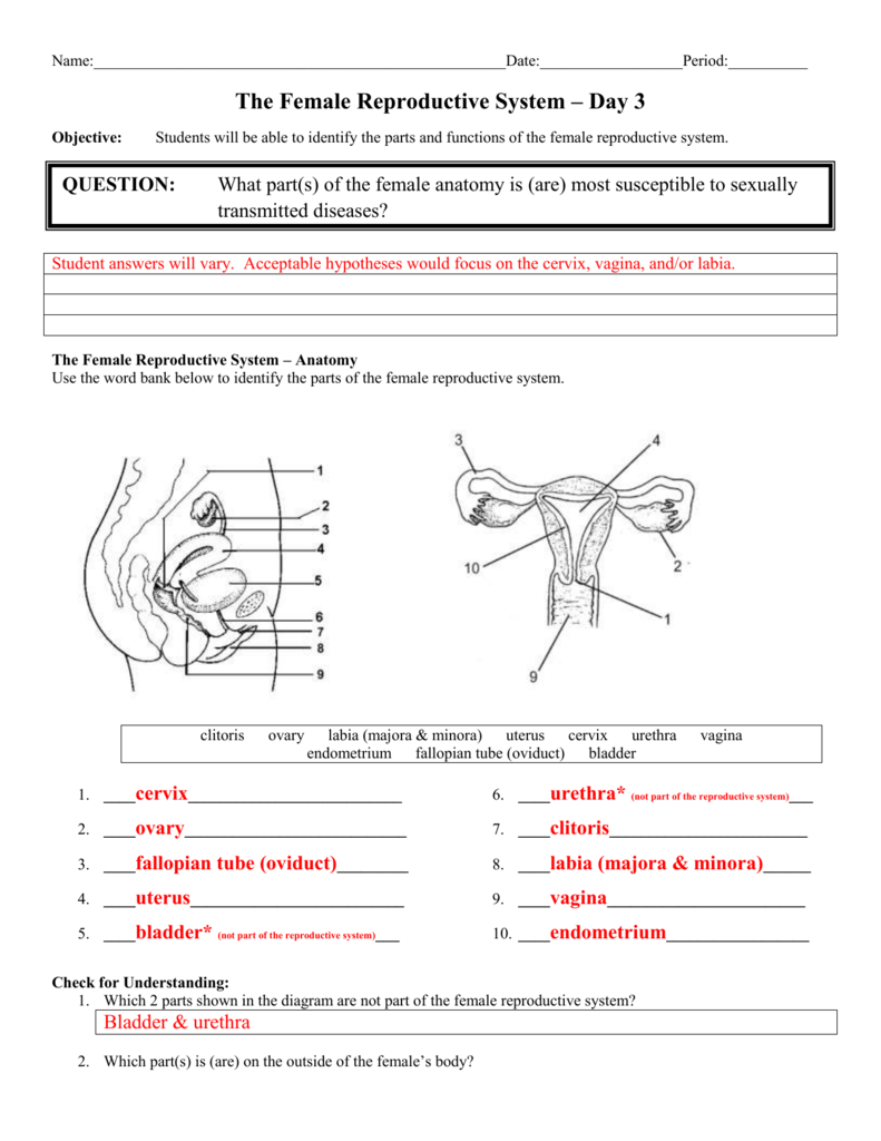 5 Essential Facts About Female Reproductive System