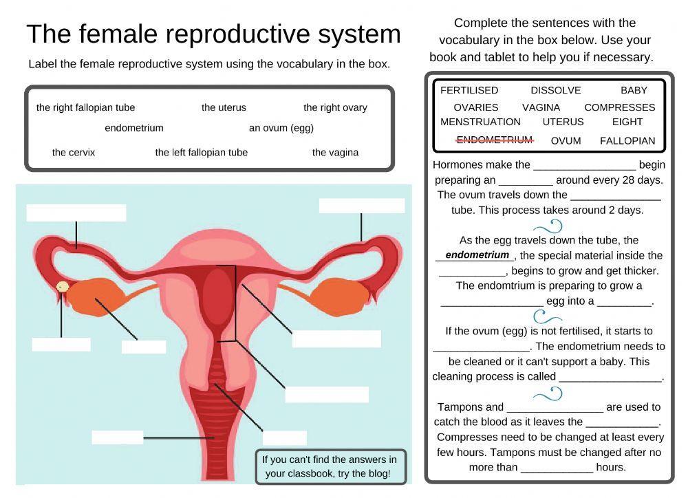 Female Reproductive System Worksheets