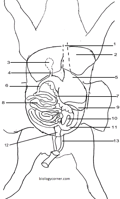 5 Essential Steps for Fetal Pig Dissection Success