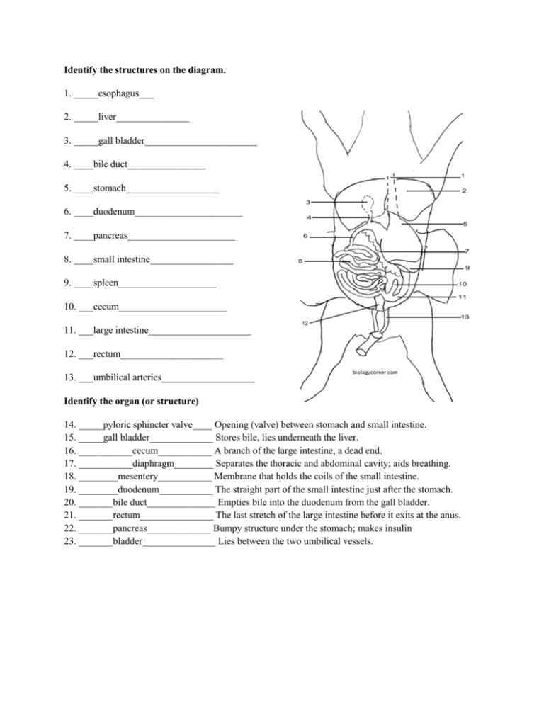 Fetal Pig Dissection Guide: Complete Worksheet Answers