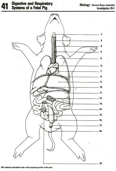 Fetal Pig Dissection Worksheets