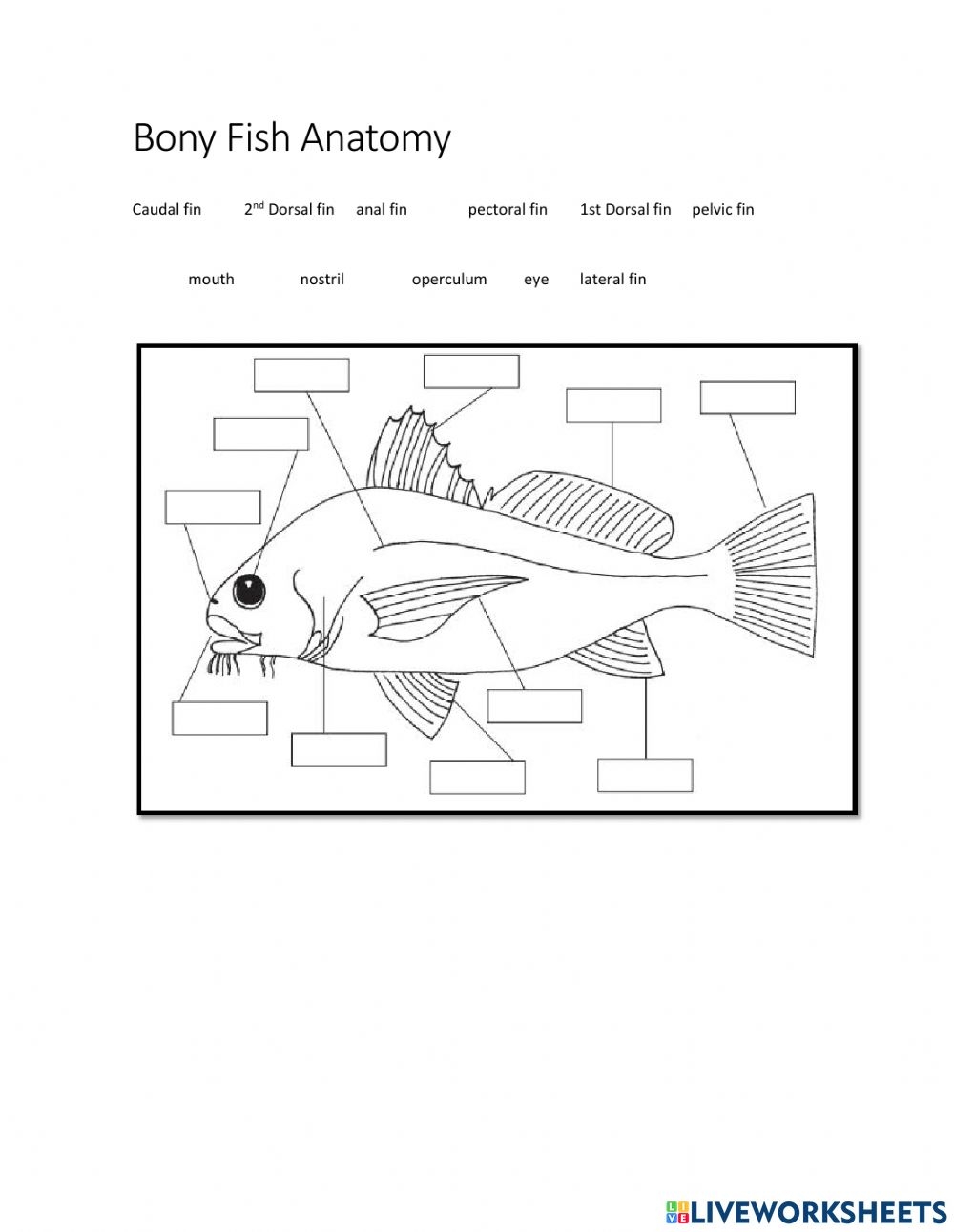 Fish Anatomy Worksheet Answers Anatomy Worksheets