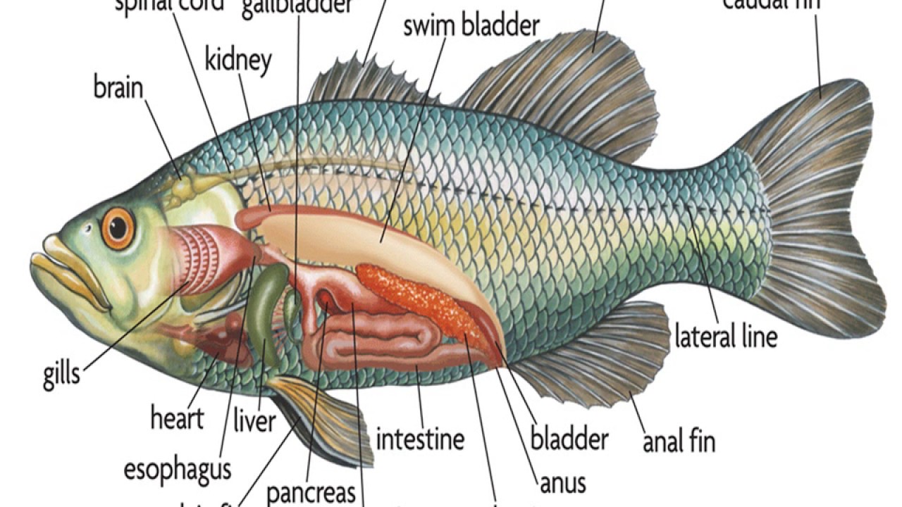 Fish Dissection Diagram