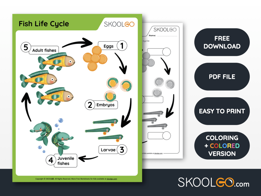 Fish Life Cycle Free Worksheet Skoolgo