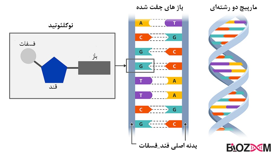 Five Amazing Facts About Dna Structure