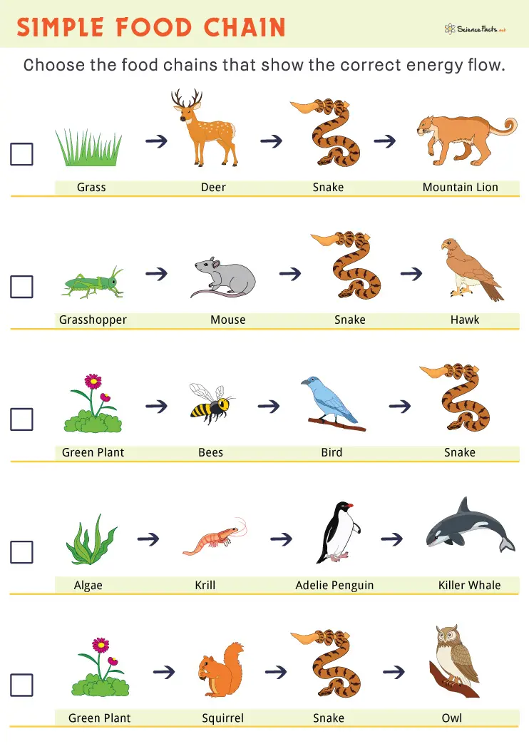 Food Chain Grade 3 Worksheets