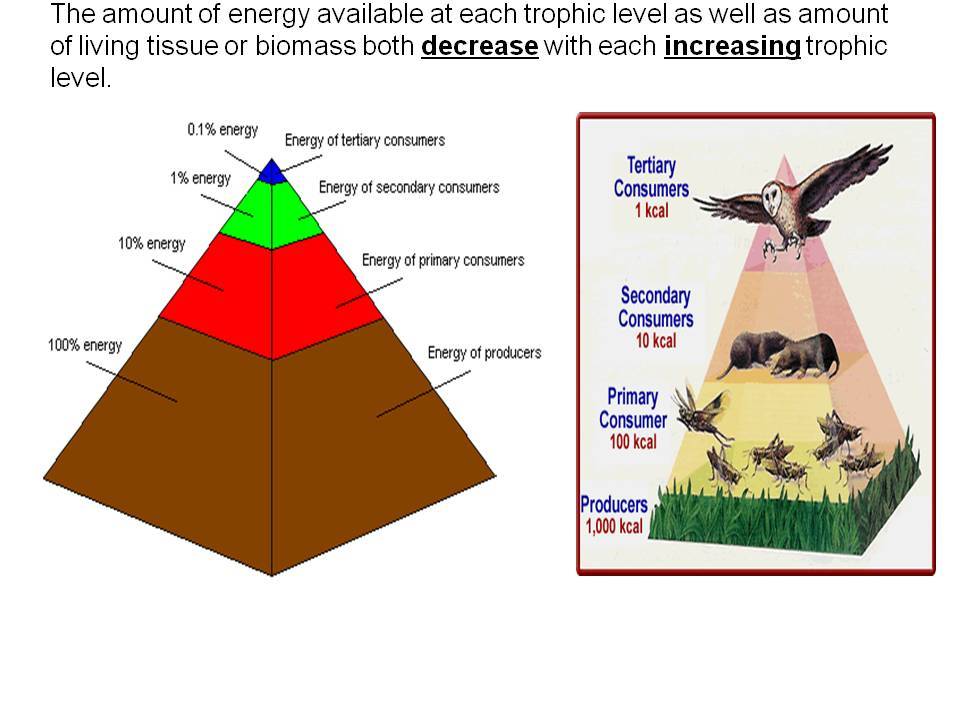 Food Chains Food Webs W Energy Pyramids Diagram Quizlet