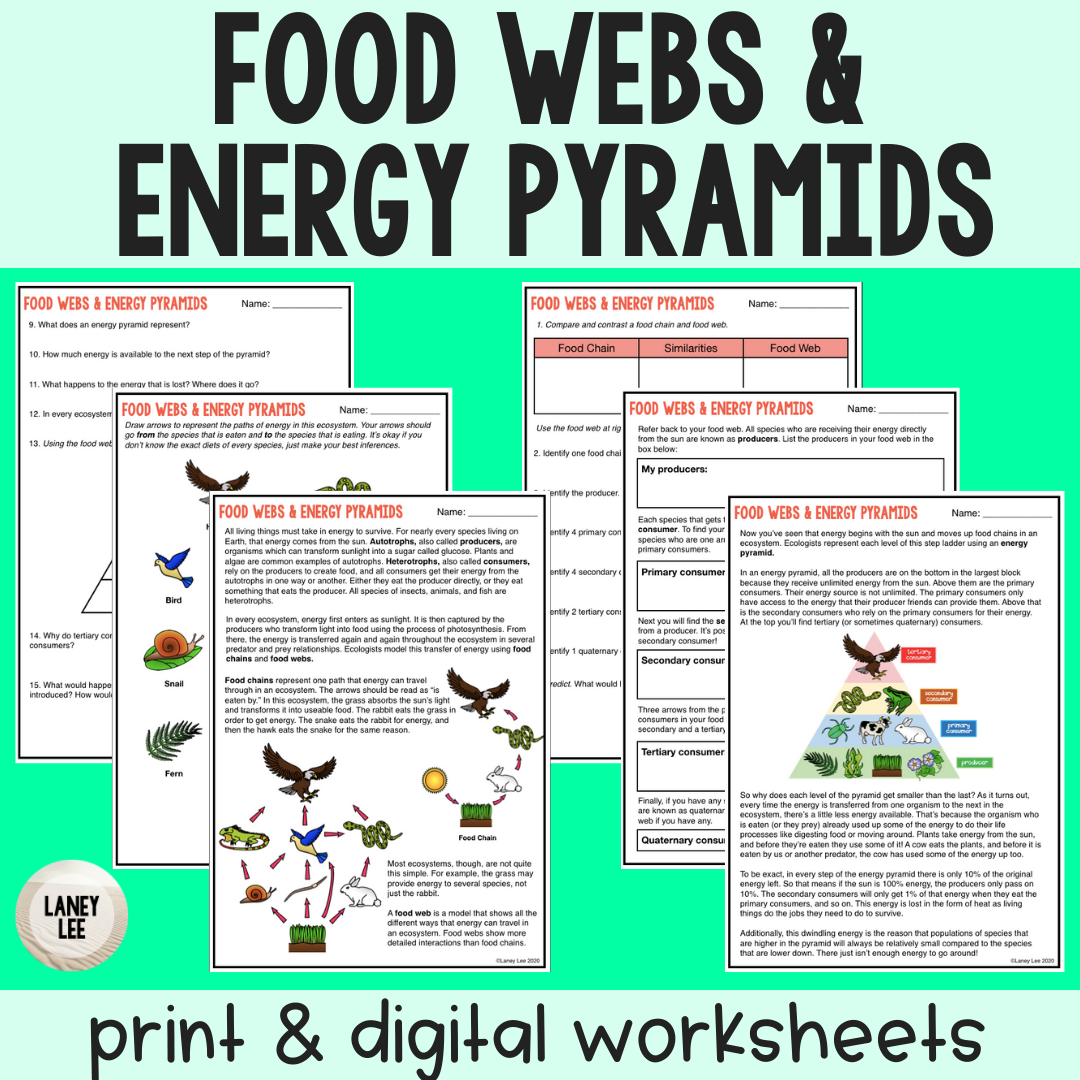 Food Webs And Energy Pyramids Worksheets Answers