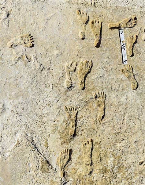 Fossilized Footprint Notes