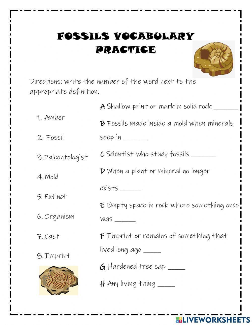 Fossils 8Th Grade Science Worksheets And Answer Key Study Guides And