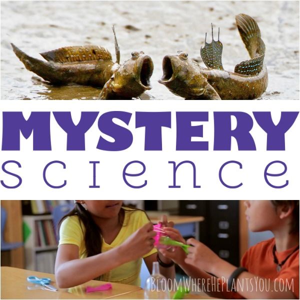 Free Annual Membership Mystery Science Open Go Science Lessons For