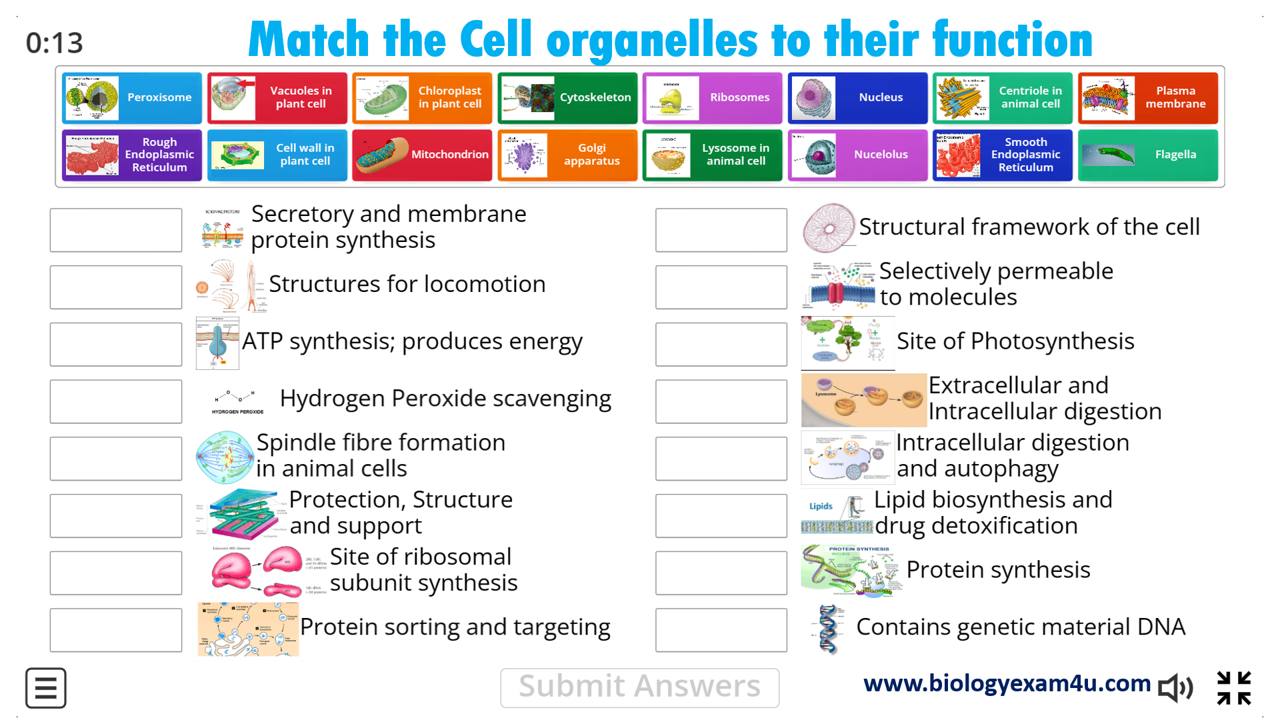 Free Cell Organelles And Their Functions Worksheet Download Free Cell