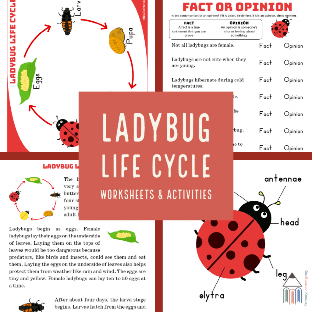 Free Ladybug Life Cycle Resources Free Homeschool Deals