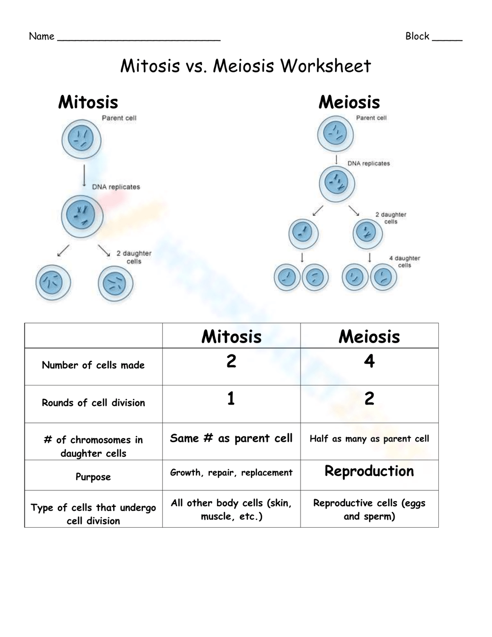 Free Printable Mitosis Verses Meiosis Worksheets