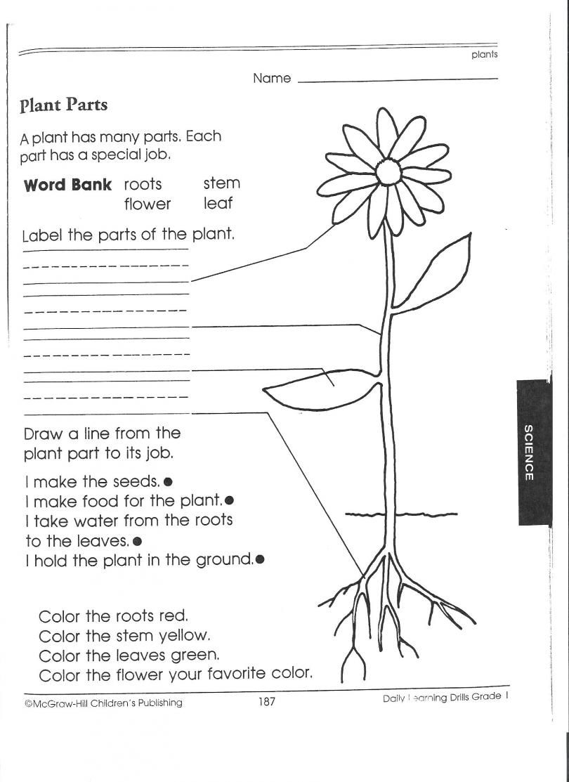 Free Science Worksheets 5Th Grade Plants