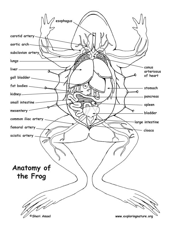 5 Essential Answers for Frog Dissection Worksheet