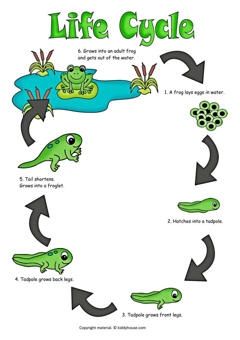 Frog Life Cycle Printables