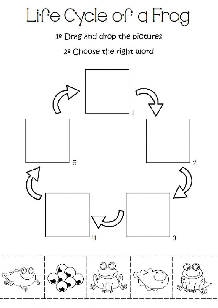 Frog Life Cycle Worksheet Frog Life Cycle Interactive Worksheet