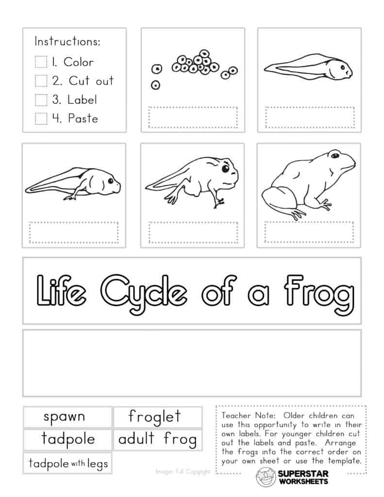 Frogs Life Cycle Worksheet Englishworksheet My Id