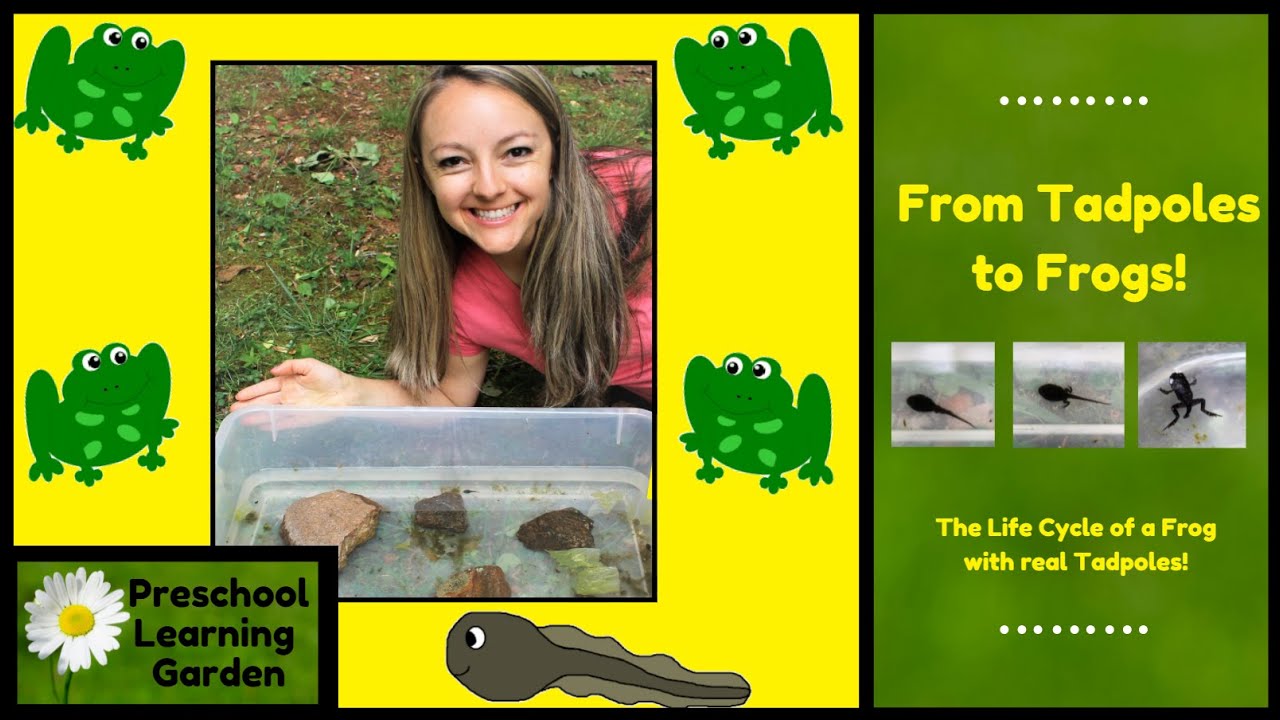 From Tadpole To Frog Printables