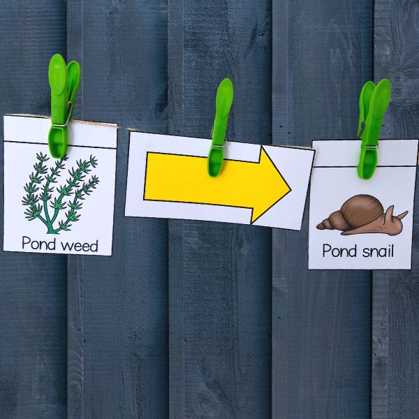 Fun Ways To Teach Food Chains Wonder At The World