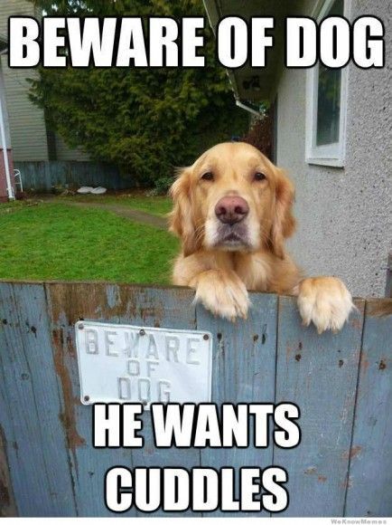 Funny Dog Memes