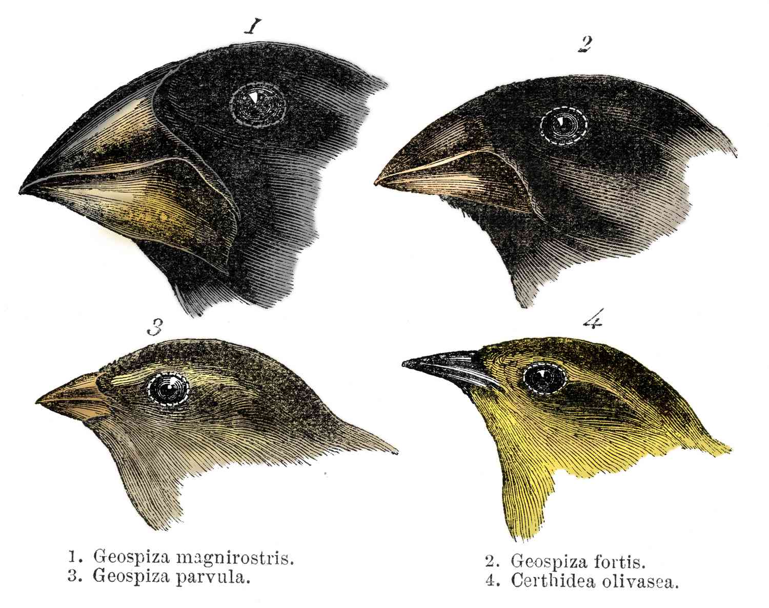 5 Key Answers to Galapagos Finch Evolution Worksheet