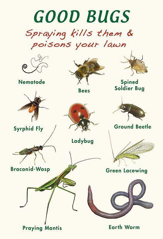 Pre-K Garden Bugs: Good vs. Bad Worksheets