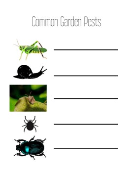 Garden Pests Worksheet