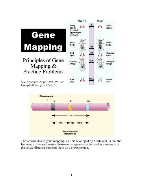 Gene Mapping Handout Worksheets Library