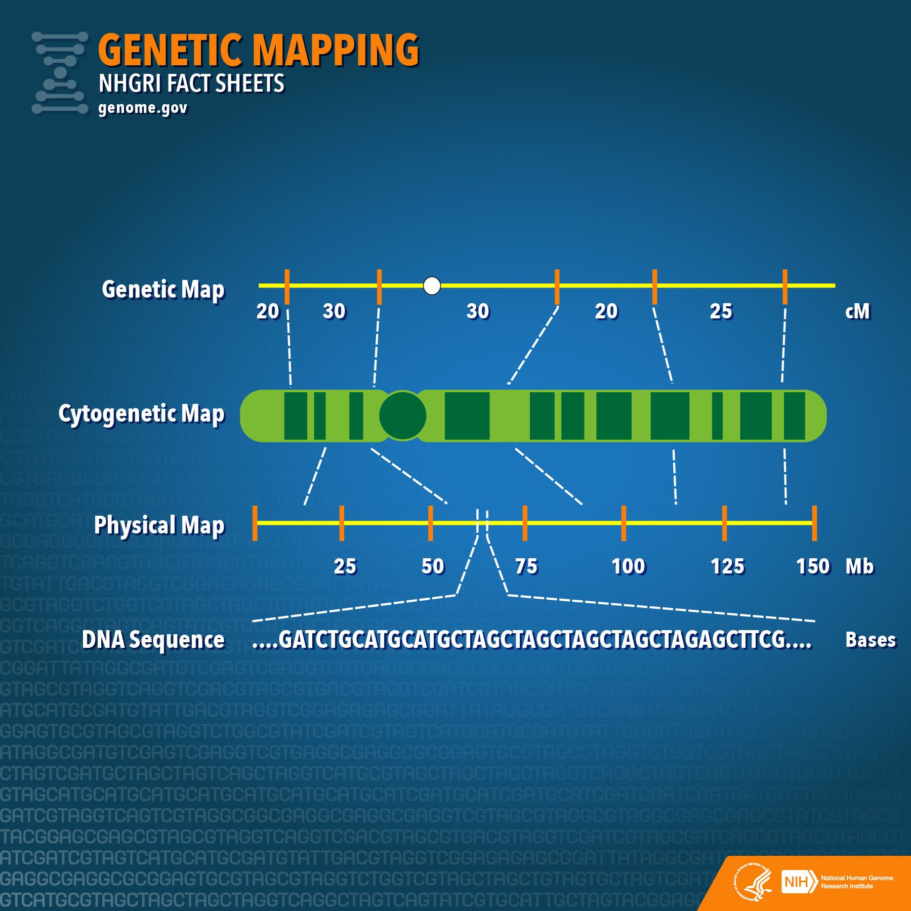 Gene Mapping Problems And Answers