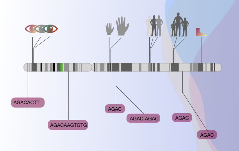 Gene Mapping Worksheets