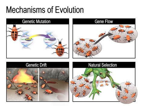 Genetic Drift Gene Flow Amp Natural Selection Scenarios By The Biology Bar