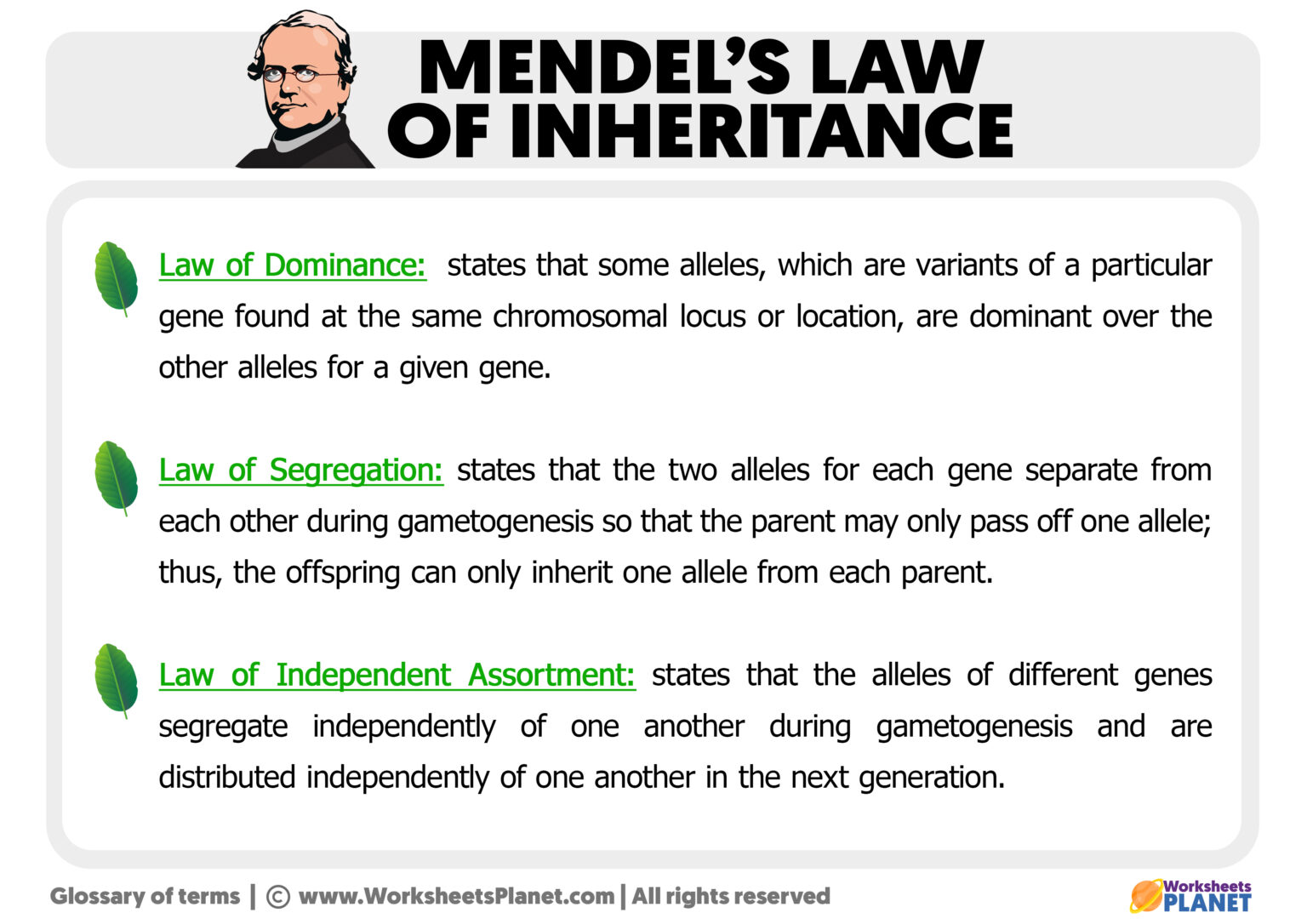 Genetics Gregor Mendel Mendel S Laws With Worksheet By Engaging