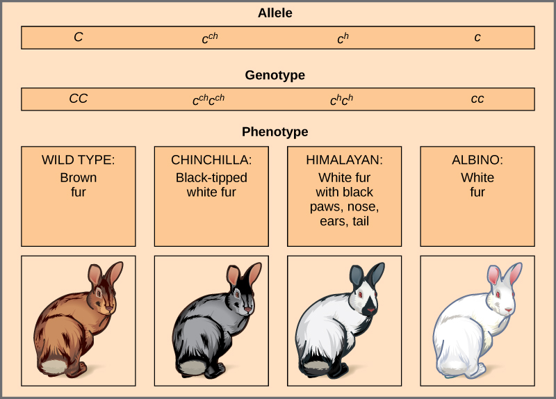 Genetics Multiple Allele Traits Blood Type Worksheet Answers