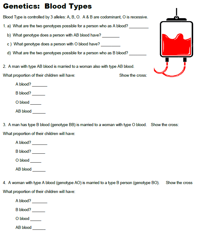 Genetics Of Blood Type Worksheets