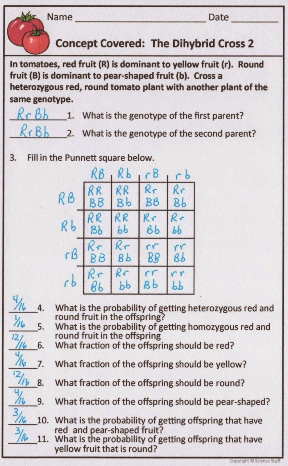 Genetics Problems Worksheet 1: Answer Key Revealed