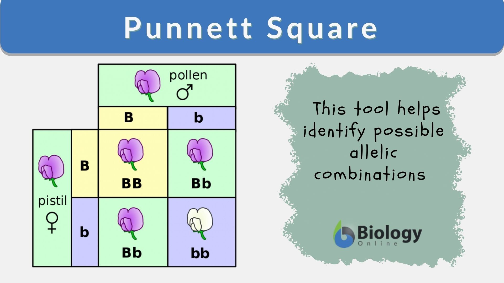 Genetics Using The Punnett Square