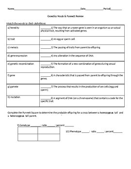 Genetics Vocabulary Amp Punnet Square Review Worksheet By Gkatzchronicle